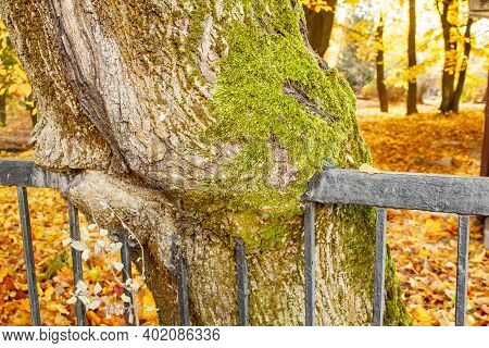 Black Metal Fence Embedded In A Tree. Closeup. Sunnu Autumn Day