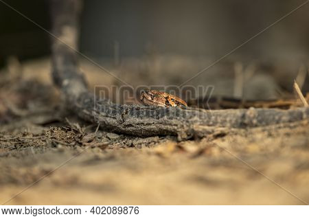 Python Molurus Or Indian Rock Python Or Black Tailed Python At Keoladeo Ghana National Park Or Bhara