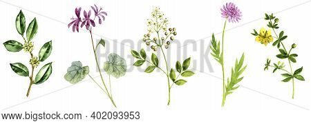 Watercolor Drawing Medicinal Plants , Hand Drawn Illustration