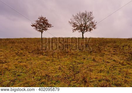 Trees At A Moor. Open Landscape With A Dramatic Sky In The Background. Picture From Revingehed, Scan