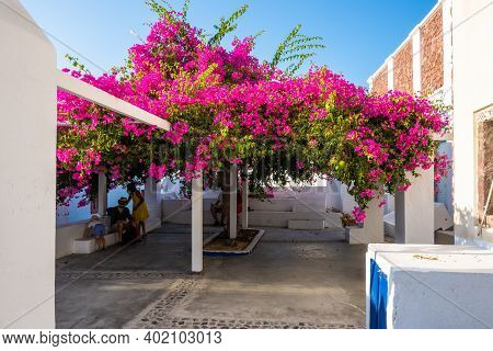 Santorini, Greece - September 17, 2020: Blooming Bougainvillea Flowers On Santorini. Cyclades, Greec