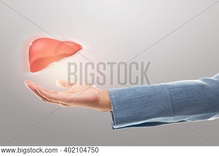 Female Doctor Holding Liver Illustration Against A Gray Background. The Concept Of Liver Disease Pro