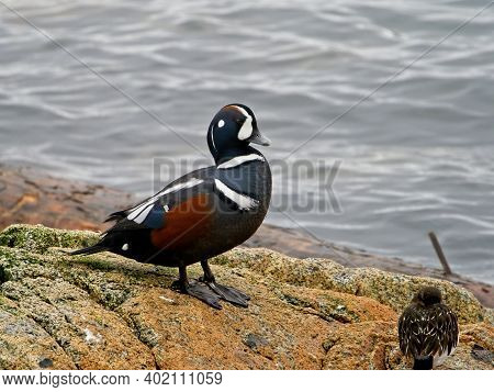 Harlequin Duck (histrionicus Histrionicus) Standing On The Rocks Near Shoreline