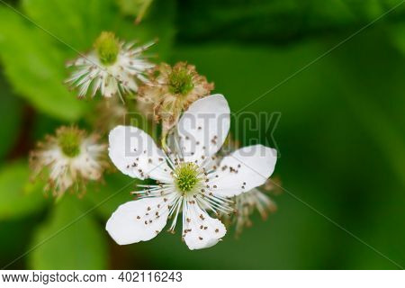 Close up of a Blackberry Blossom (rubus fruticosus) during spring in Wisconsin