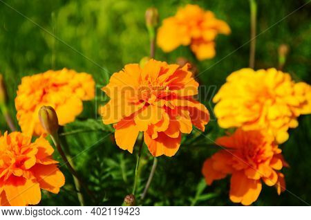 Close-up Of A Blooming Marygold In The Garden