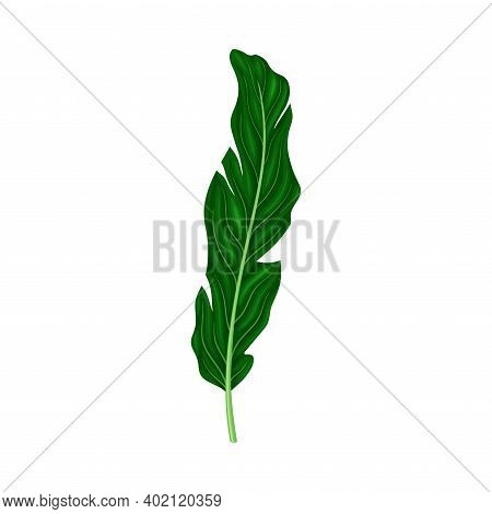 Fern Or Frond Leaf With Erect Stem Vector Illustration