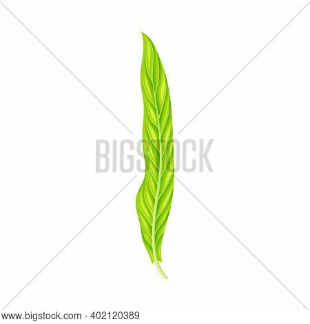 Fern Or Frond Leaf With Erect Stem Vector Illustration