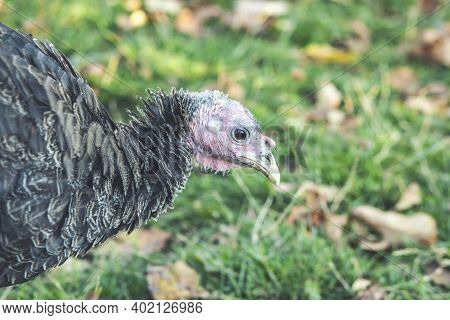 Wild Turkey Close-up Portrait With A Smooth Green Background