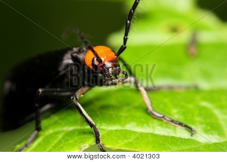 Coleoptera Bille