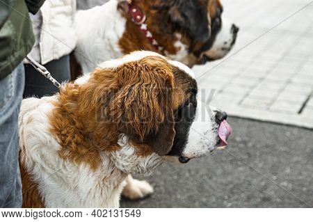 Two Large St. Bernard On A Leash With The Owner