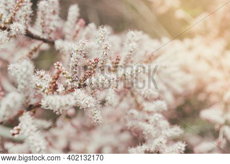 Blooming Pink Tamarisk Flowers. Beautiful Spring Tree. Copy Space.