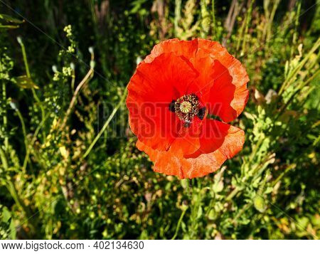 Bright Red Poppy Flower With Green Field Behind Grat Nature Outdoors Background Image