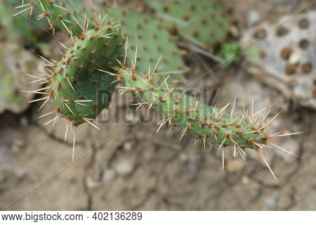 Barbary Fig - Latin Name - Opuntia Monacantha (opuntia Vulgaris)