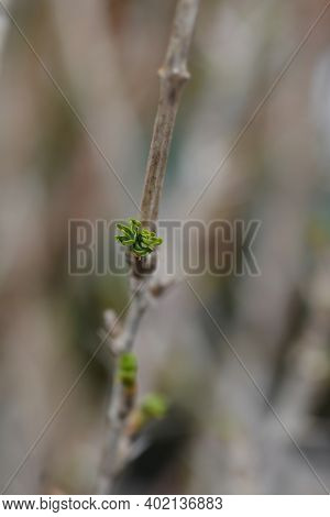 Gooseberry Hinnomaki Green Leaves - Latin Name - Ribes Uva-crispa Hinnomaki Green