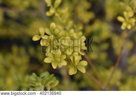 Box-leaved Holly - Latin Name - Ilex Crenata