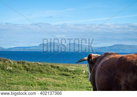 Cow At St Johns Point In County Donegal - Ireland