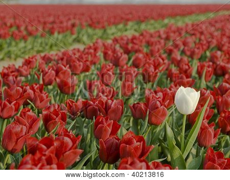 Tulipán pole s červeným a bílým Tulipán