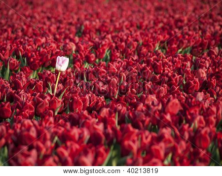 Tulipán pole s červeným a bílým Tulipán