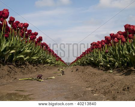 A řadou červených tulipánů s modrou oblohu jako pozadí