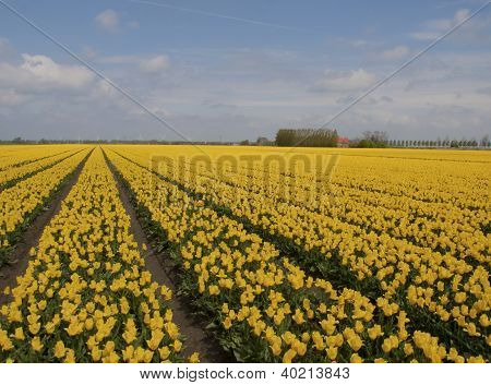A řadou žlutých tulipánů s modrou oblohu jako pozadí