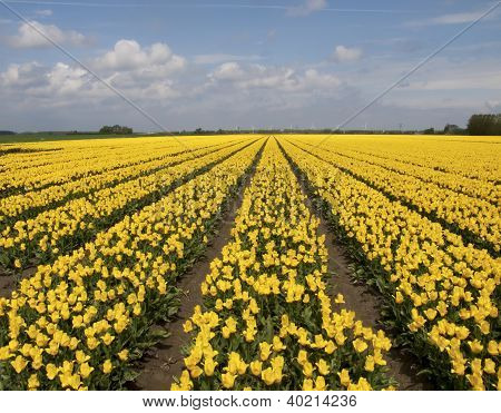 A řadou žlutých tulipánů s modrou oblohu jako pozadí