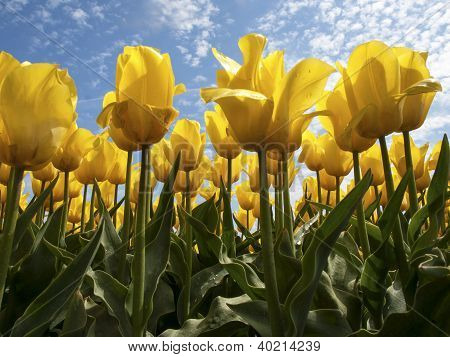 A řadou žlutých tulipánů s modrou oblohu jako pozadí