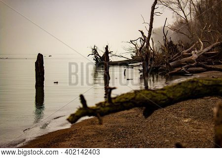 Large Trees That Have Fallen Over On Point Pelee Beach
