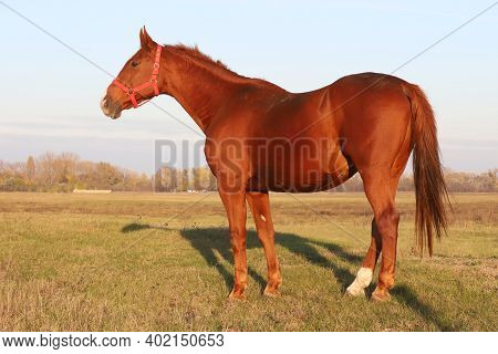 Beautiful Kisberi Felver Horse Grazing On The Hungarian Puszta At Sunset Golden Hour