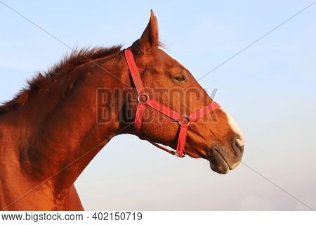 Beautiful Kisberi Felver Horse Grazing On The Hungarian Puszta At Sunset Golden Hour
