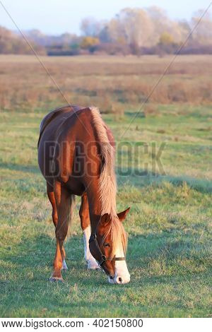 Beautiful Kisberi Felver Horse Grazing On The Hungarian Puszta At Sunset Golden Hour