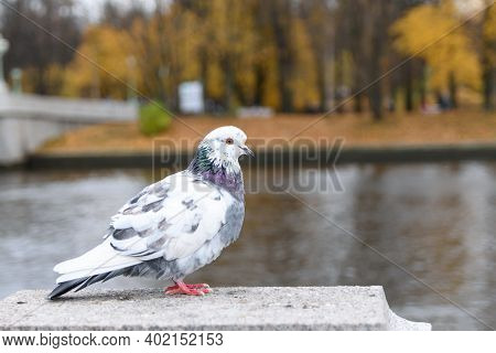 Motley Grey And White Pigeon Is Sitting On The Marble Pedeslat Of The Embankment Of The River Nevka 