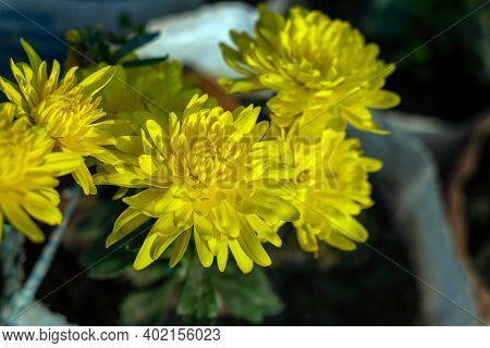 Dahlia Pinnata From Compositae Family Yellow Flower Petals