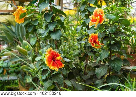 A Vibrant, Color-rich Hibiscus Flower Close Up.