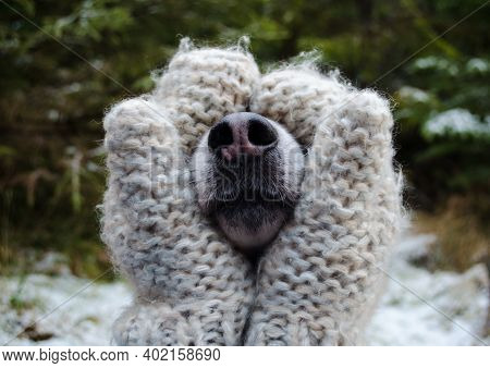 Partly Visible Dog's Muzzle Held In The Hands