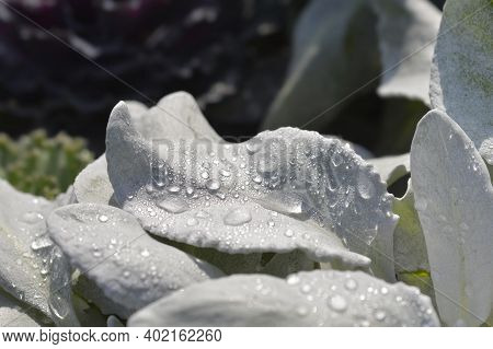 Shining-white Ragwort Angel Wings Leaves - Latin Name - Senecio Candidans Angel Wings