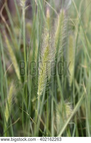Fountain Grass Hameln - Latin Name - Cenchrus Alopecuroides Hameln (pennisetum Alopecuroides Hameln)