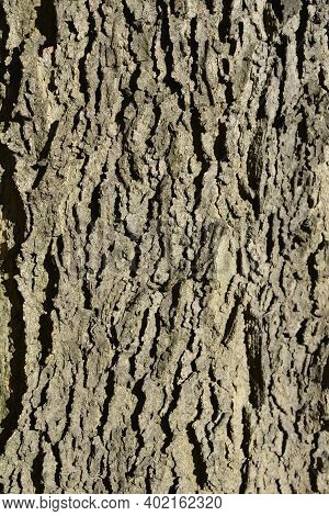 Common Hackberry Bark Detail - Latin Name - Celtis Occidentalis