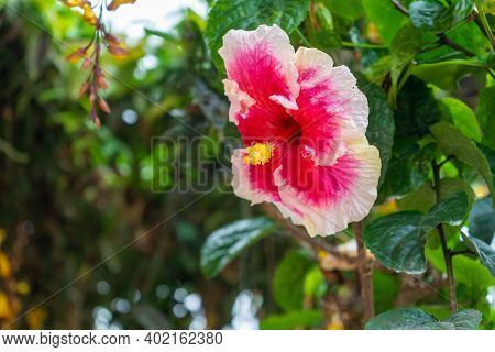 A Vibrant, Color-rich Hibiscus Flower Close Up.
