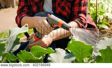 Closeup Of Female Farmer Pressing Button On Water Hose And Watering Fresh Organic Vegetables Growing