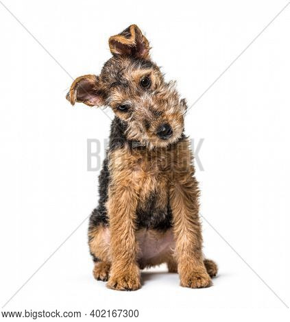 Young Grizzle and tan Lakeland Terrier dog sitting, 3 months old