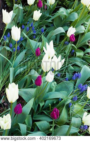 Tulip Bulbs, Tulips In A Garden Border Or Spring Flower Bed, Uk