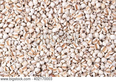 Close Up Top View Job's Tear (adlay Millet Or Pearl Millet) Background