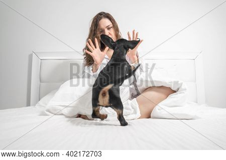 Beautiful Woman And Dachshund Puppy Playfully Indulge In Fun On The Bed. Dog Bites And Jumping Merri