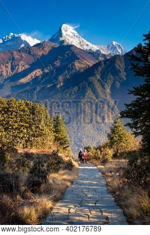 Walking Trail To Poon Hill View Point At Nepal. Poon Hill Is The Famous View Point In Gorepani Villa