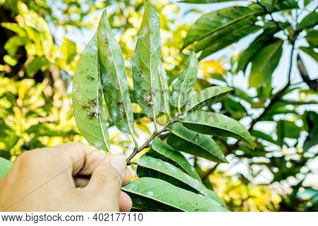 A Large Adult White Aphid Is Devouring The Green Leaves To Survive And Reproduce. White Aphid On Lea