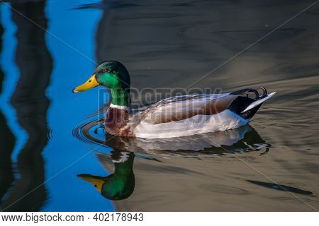 A Mallard Taking A Dip At Cabrillo Nm, California