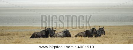 Wildebeest sürüsü