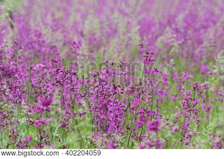 Beautiful Delicate Pink Flowers Viscaria Vulgaris Growing In A Meadow In Summer Close-up. Selective 