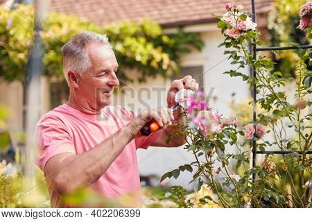 Retired Man At Work Pruning Roses On Trellis Arch In Garden At Home