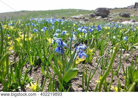 Bloom Of Wild Blue Hyacinths Near The Ruins Of Amberd Fortress In Spring In Armenia